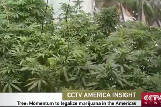 sanho-tree-cctv-marijuana-legalization