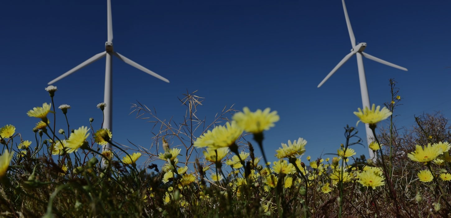 An image of two wind mills in a beautiful field of yellow flowers.